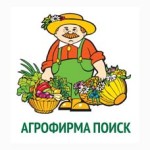 Поиск Поиск