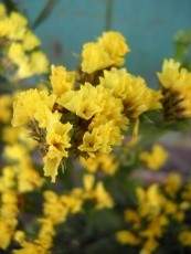 Статица Суприм желтая (поиск) 0,15 гр  – купить в г. Омск