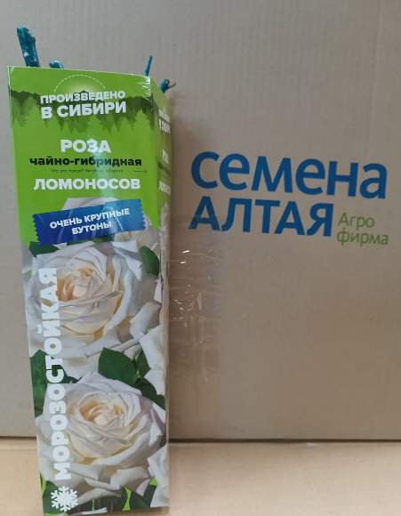 Роза Алтай чайно-гибридная Ломоносов 1шт   – купить в г. Омск