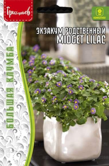 Экзакум родственный Midget lilac (Григорьев) 10 шт – купить в г. Омск Экзакум родственный Midget lilac (Григорьев) 10 шт – купить в г. Омск