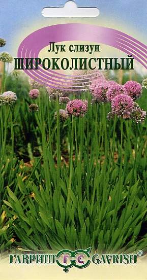 Лук слизун Широколистный (гавриш) 0,5гр – купить в г. Омск Лук слизун Широколистный (гавриш) 0,5гр – купить в г. Омск