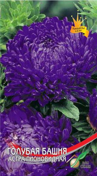 Астра Голубая башня (дом семян) 95 шт – купить в г. Омск Астра Голубая башня (дом семян) 95 шт – купить в г. Омск