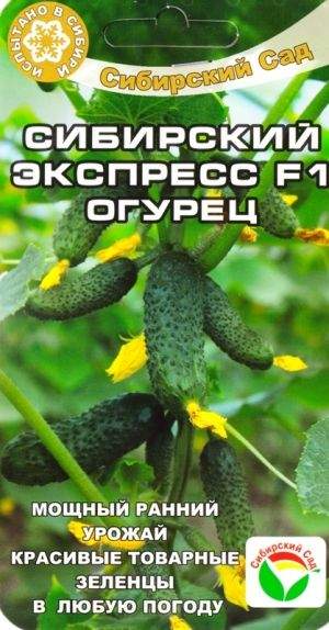 Огурец Сибирский экспресс F1 (сибирский сад) 7 шт – купить в г. Омск Огурец Сибирский экспресс F1 (сибирский сад) 7 шт – купить в г. Омск