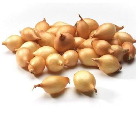 Лук-севок Стурон 10-21мм (Голландия) – купить в г. Омск Лук-севок Стурон 10-21мм (Голландия) – купить в г. Омск