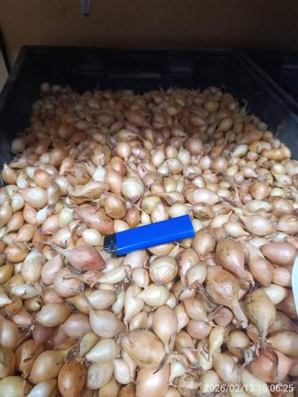 Лук-севок Стурон 10-21мм (Голландия) – купить в г. Омск Лук-севок Стурон 10-21мм (Голландия) – купить в г. Омск