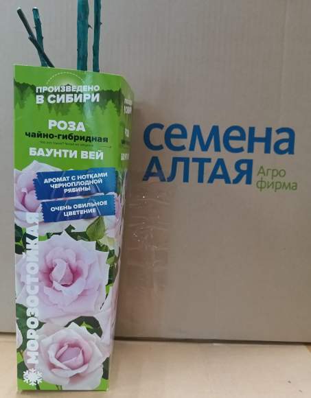 Роза Алтай чайно-гибридная Баунти Вей 1шт – купить в г. Омск Роза Алтай чайно-гибридная Баунти Вей 1шт – купить в г. Омск