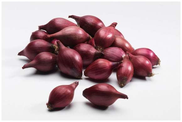  Лук-севок Ред Барон разбор 20/24 (Голландия)   – купить в г. Омск