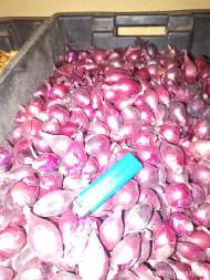 Лук-севок Ред Барон разбор 20/24 (Голландия) Лук-севок Ред Барон разбор 20/24 (Голландия)