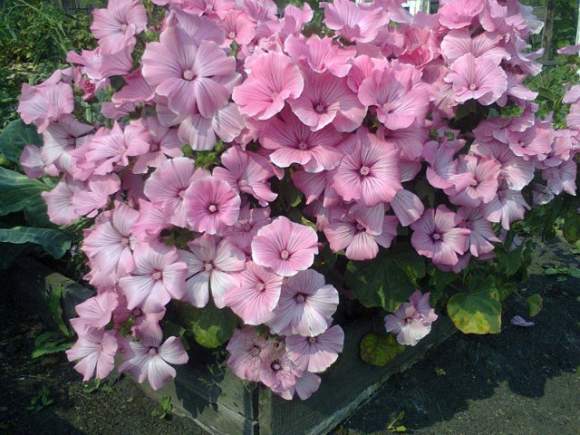 Лаватера Красотка розовая (поиск) 0,3гр – купить в г. Омск Лаватера Красотка розовая (поиск) 0,3гр – купить в г. Омск