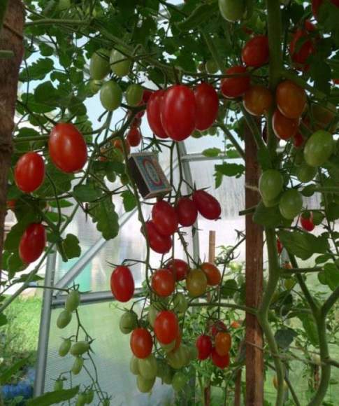 Томат Финик красный F1 (нк)15шт  – купить в г. Омск