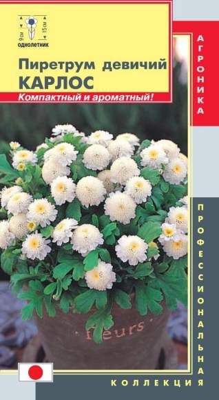 Пиретрум девичий Карлос (плазмас) 10шт – купить в г. Омск Пиретрум девичий Карлос (плазмас) 10шт – купить в г. Омск