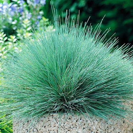 Булавоносец Колючий голубой (сады России) 3шт  – купить в г. Омск