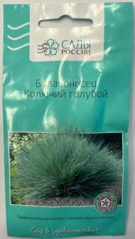 Булавоносец Колючий голубой (сады России) 3шт