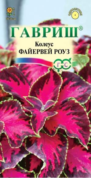 Колеус Файервей роуз (гавриш) 4 шт  – купить в г. Омск