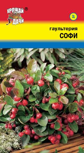 Гаультерия Софи (урожай удачи) 5 шт  – купить в г. Омск