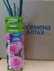 Роза Алтай чайно-гибридная Хермоза 1 шт