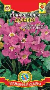 Инкарвиллея Делавея (плазмас) 7 шт