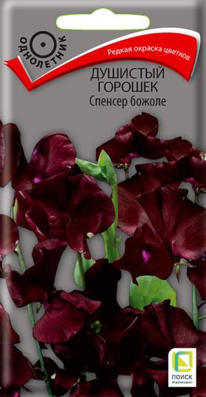 Душистый горошек Спенсер божоле (поиск) 1,0 гр  – купить в г. Омск