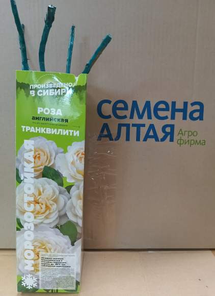 Роза Алтай английская Транквилити 1 шт  – купить в г. Омск
