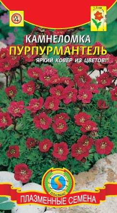 Камнеломка Пурпурмантель (плазмас) 0,01 гр  – купить в г. Омск