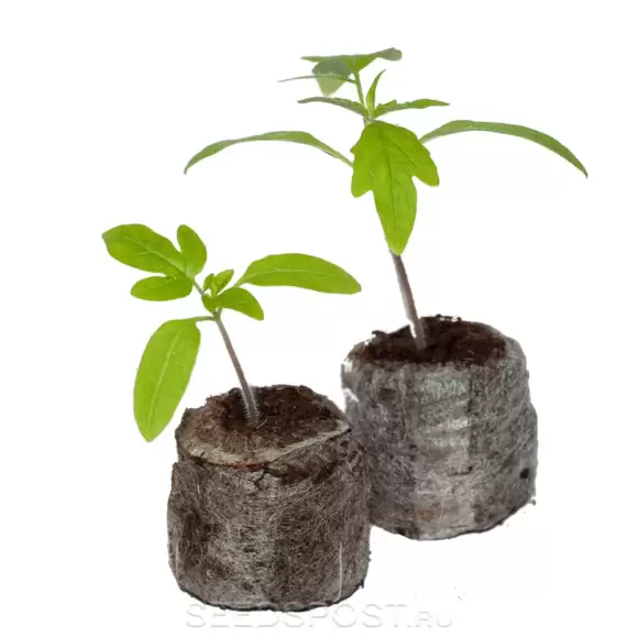 Таблетки Jjiffy-7 d=39мм 1шт. – купить в г. Омск Таблетки Jjiffy-7 d=39мм 1шт. – купить в г. Омск