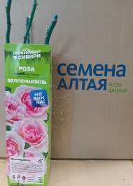 Роза Алтай шраб (кустовая) Велленшпиль 1 шт