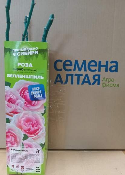 Роза Алтай шраб (кустовая) Велленшпиль 1 шт  – купить в г. Омск