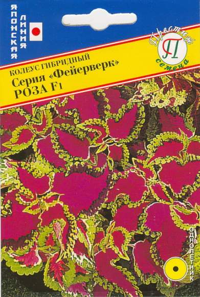 Колеус серия фейерверк Роза F1 (престиж) 10 шт  – купить в г. Омск