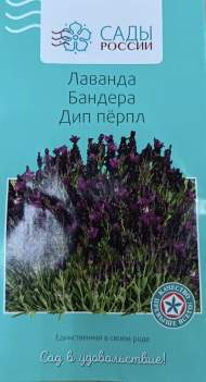 Лаванда бандера Дип перпл (сады России) 5 шт