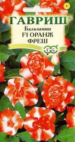 Бальзамин оранж фреш (гавриш) 4шт  – купить в г. Омск