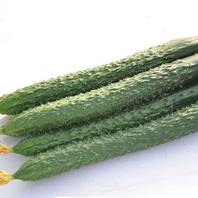 Огурец Китайский Император F1 (поиск) 5шт  – купить в г. Омск