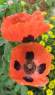 Мак бордюрный Божья коровка (цветущий сад) 0,05 гр однолетник – купить в г. Омск Мак бордюрный Божья коровка (цветущий сад) 0,05 гр однолетник – купить в г. Омск