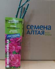 Роза Алтай чайно-гибридная Каприз Де Майян 1 шт