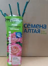 Роза Алтай чайно-гибридная Паулина 1 шт