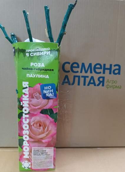 Роза Алтай чайно-гибридная Паулина 1 шт – купить в г. Омск Роза Алтай чайно-гибридная Паулина 1 шт – купить в г. Омск