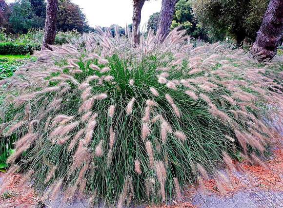 Пеннисетум Лисохвостовый (сады России) 10 шт  – купить в г. Омск