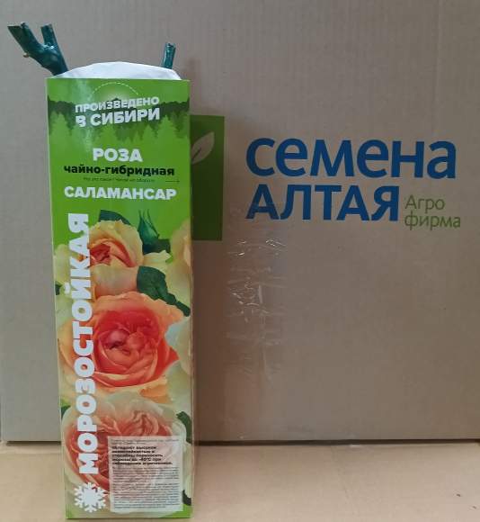 Роза Алтай чайно-гибридная Саламансар 1 шт  – купить в г. Омск