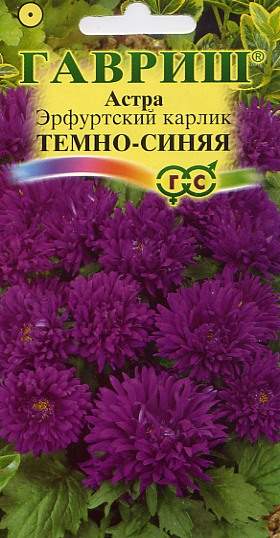 Астра Эрфуртский карлик темно-синяя (гавриш) 0,3гр  – купить в г. Омск