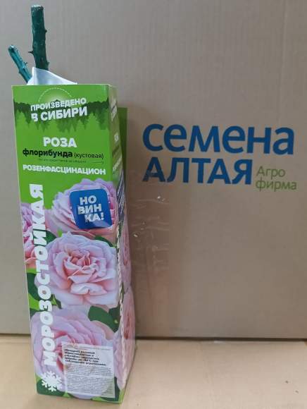 Роза Алтай флорибунда (кустовая) Розенфасцинацион 1 шт  – купить в г. Омск