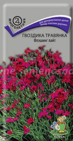 Гвоздика травянка Флэшинг Лайт (поиск) 0,1г  – купить в г. Омск