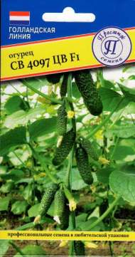 Огурец СВ 4097 ЦВ F1 (престиж) 5 шт Огурец СВ 4097 ЦВ F1 (престиж) 5 шт