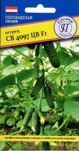 Огурец СВ 4097 ЦВ F1 (престиж) 5 шт