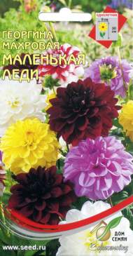 Георгина Маленькая леди (дом семян) 10 шт