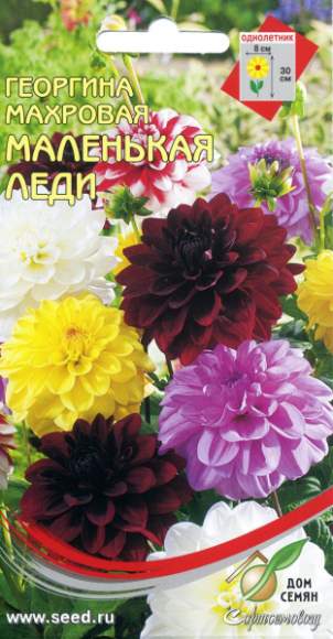 Георгина Маленькая леди (дом семян) 10 шт