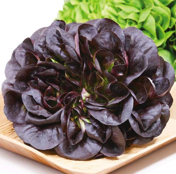 Салат листовой Гоген (сады России) 5 шт  – купить в г. Омск