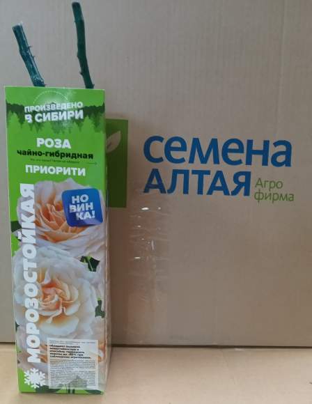 Роза Алтай чайно-гибридная Приорити 1 шт – купить в г. Омск Роза Алтай чайно-гибридная Приорити 1 шт – купить в г. Омск