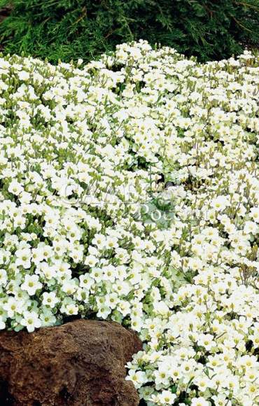 Песчанка Горная (сады России) 20 шт  – купить в г. Омск