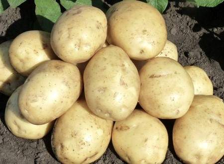 Картофель Гала (упаковка 2кг+-10%)   – купить в г. Омск