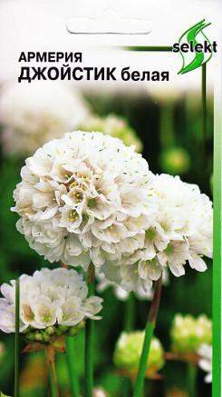 Армерия Джойстик белая (дом семян) 5 шт  – купить в г. Омск