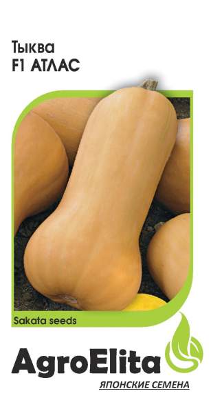 Тыква Атлас F1 (агроэлита) 5шт (sakata) – купить в г. Омск Тыква Атлас F1 (агроэлита) 5шт (sakata) – купить в г. Омск